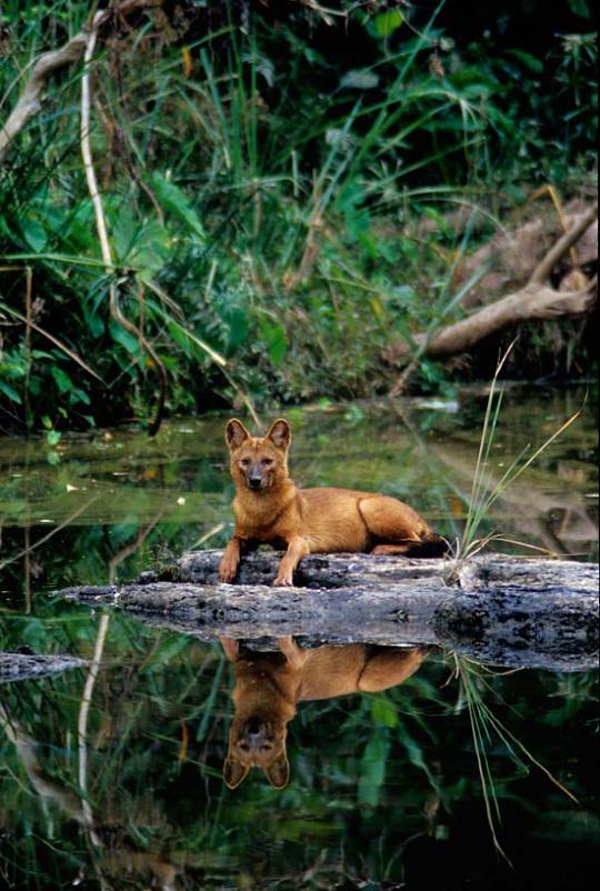 dhole 