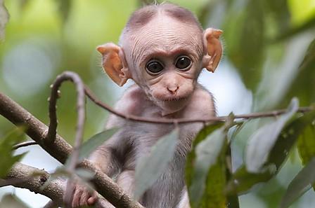 infant gremlin on BBC nature