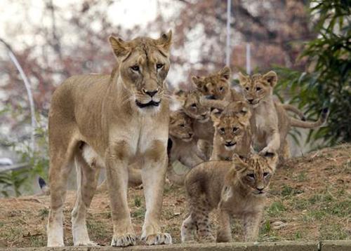 Lots of lions