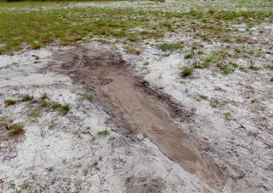 body imprint left by the female in the sand revealed she was of impressive size