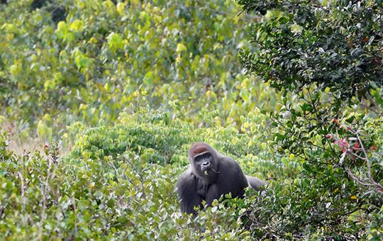  large adult male silverback