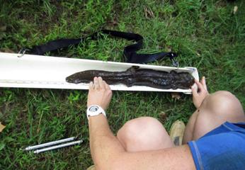 Measuring a (huge) hellbender. Photo courtesy of  Lauren Augustine.