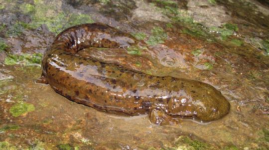 Hellbender. Photo courtesy of JD Kleopfer