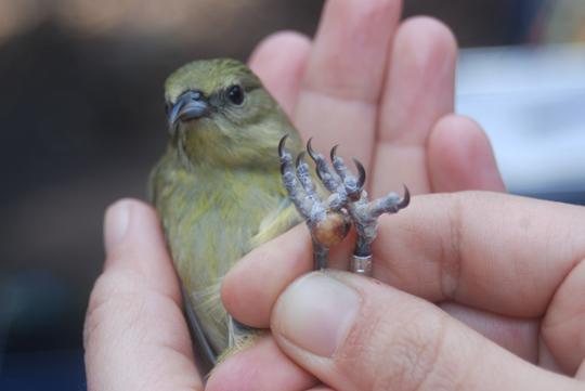 honeycreeper pox lesion held in scientists hand