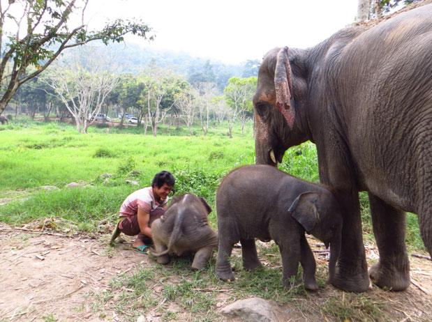 Elephant calves at Patara Elephant Camp. Brown and her colleagues are looking into what conditions at Patara Elephant Camp contribute to healthy, reproducing elephants.