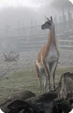 guanaco.