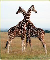 giraffes