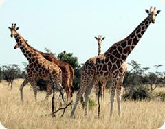 giraffes