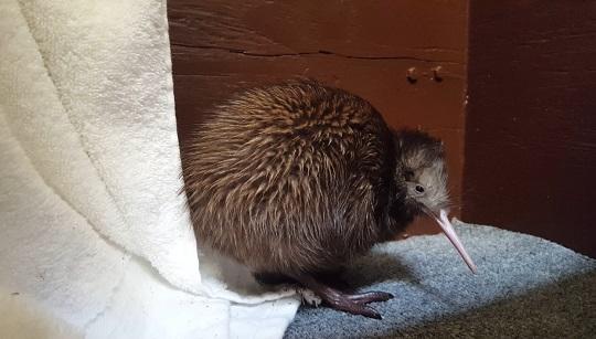 kiwi baby stands on towel