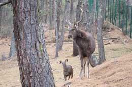 Sambar deer buck and doe at the Bhutan Takin Preserve. Photos courtesy of Joe Kolowski.