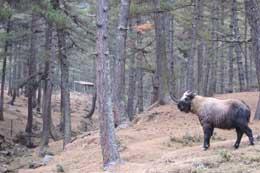 takin at the Bhutan Takin Preserve. Photos courtesy of Joe Kolowski.