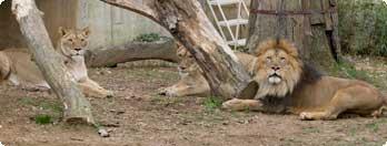 The lions on their first day as a pride.