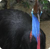 cassowary