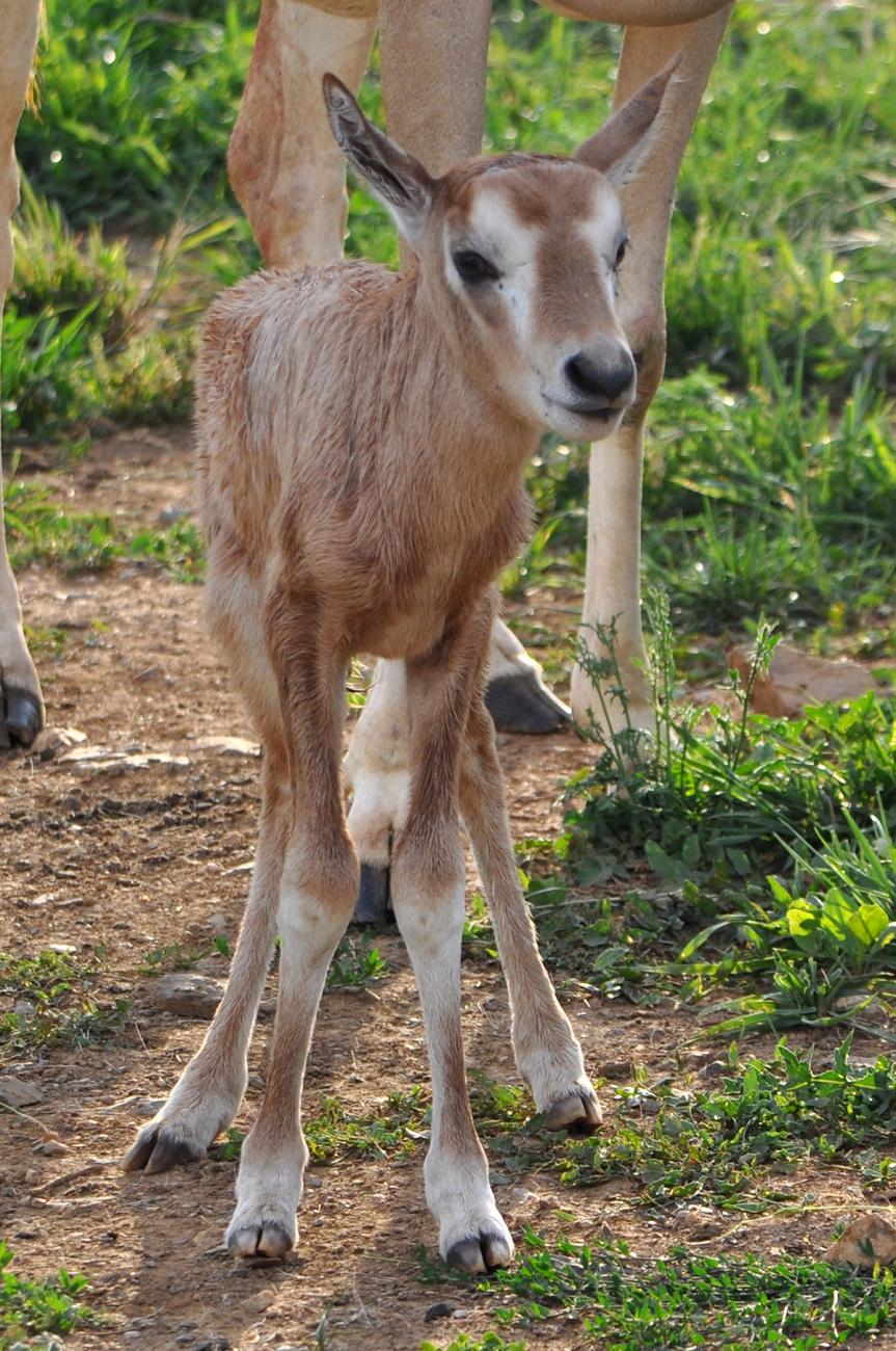 oryx calf stands outside near adult oryx