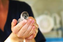 Hatchling penguin at SANCCOB