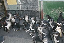 Growing chicks at SANCCOB destined for release to the wild