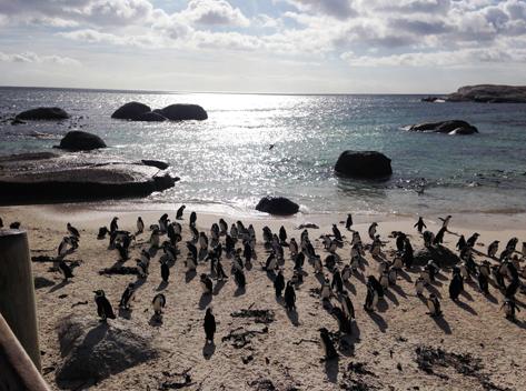 Penguins South Africa Photo Credit: Steve Sarro, Smithsonian’s National Zoo