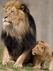 lion cub looks up at male lion for cues