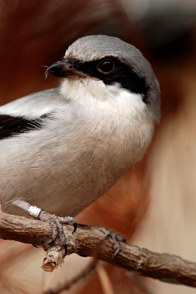 loggerhead shrike on branch