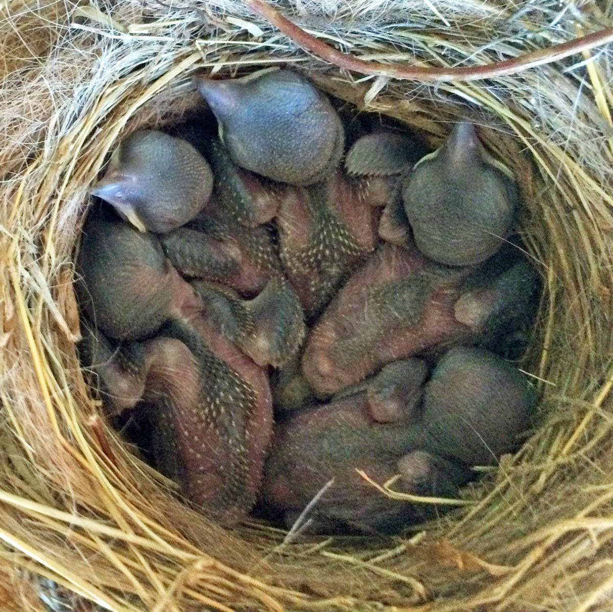 newly hatched loggerhead shrikes in a nest