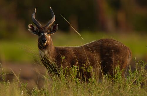 sitatunga