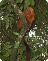 golden lion tamarin in thee in brazil