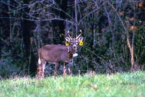 white tailed deer 