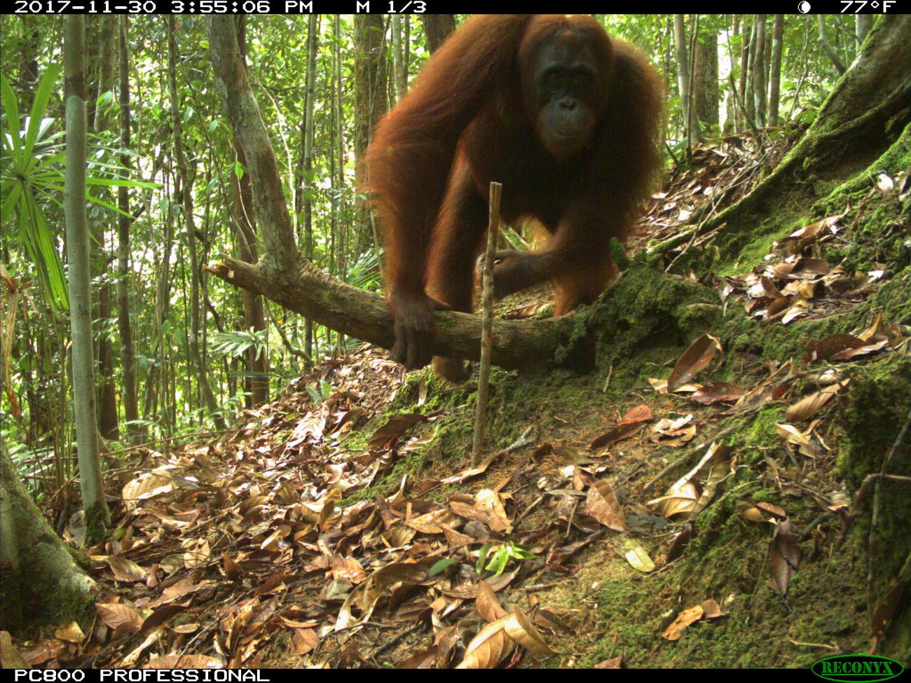 A camera trap photo of an orangutan moving across a forest floor in Sarawak, Malaysia (Borneo)