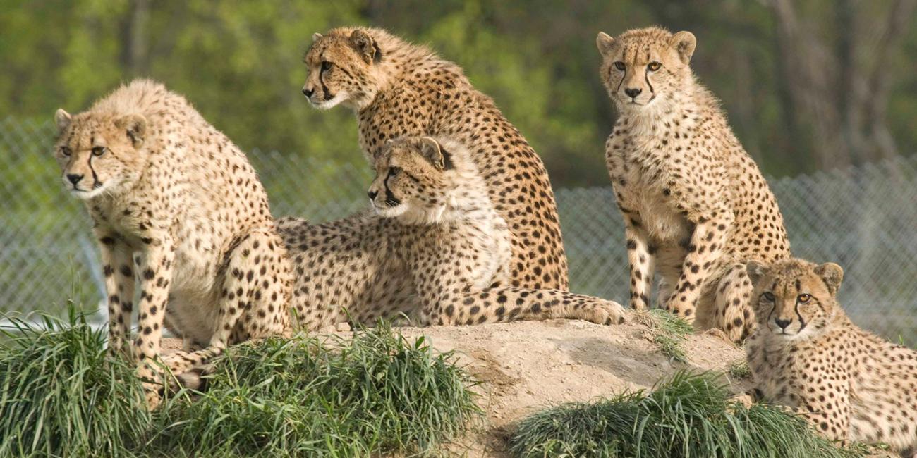 coalition of five cheetahs sitting on a rock in the grass