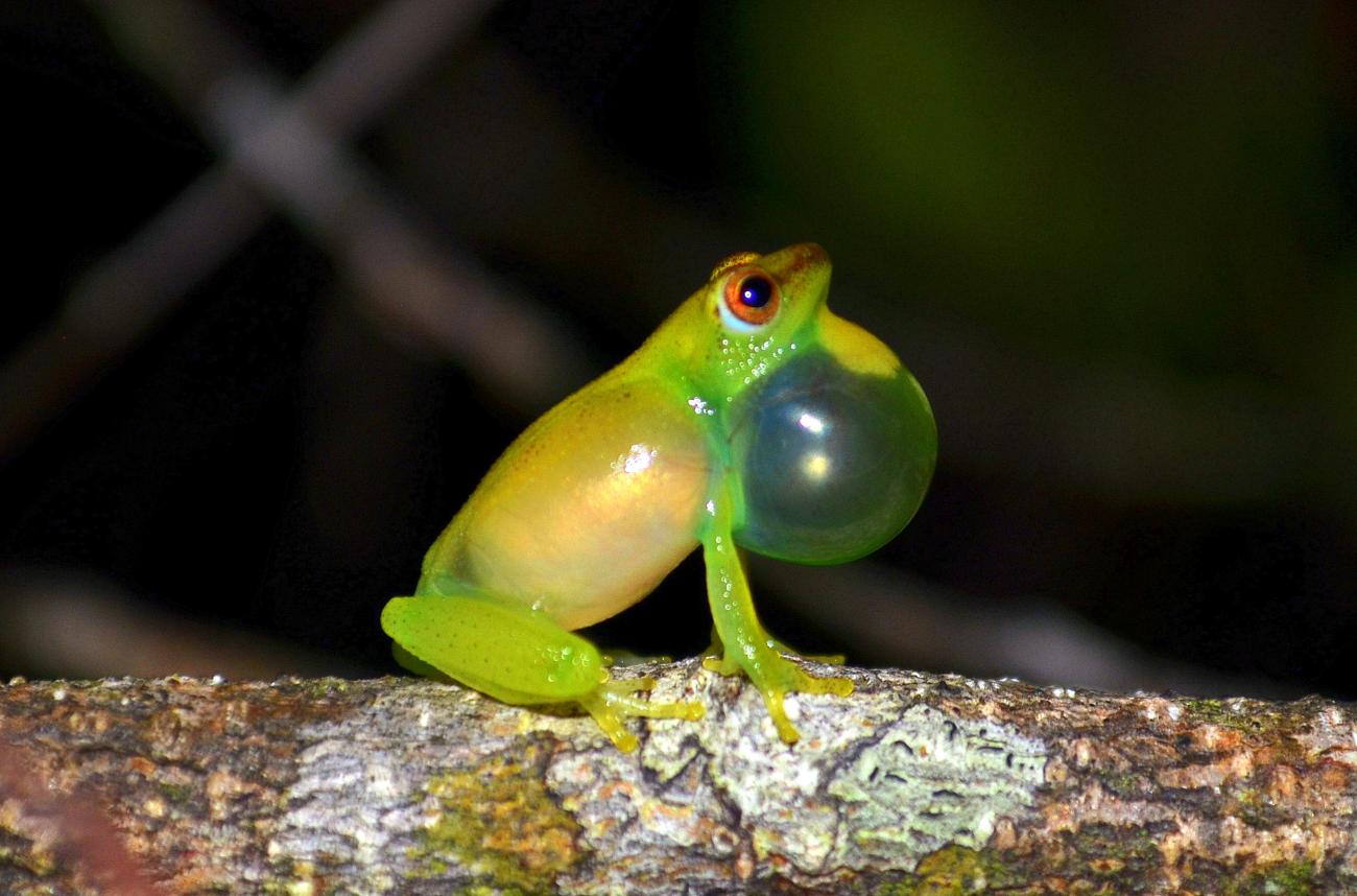 Sprinkled long reed frog