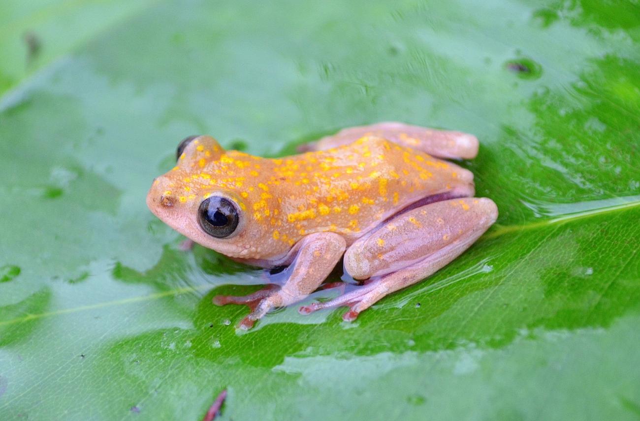 Fantastic reed frog