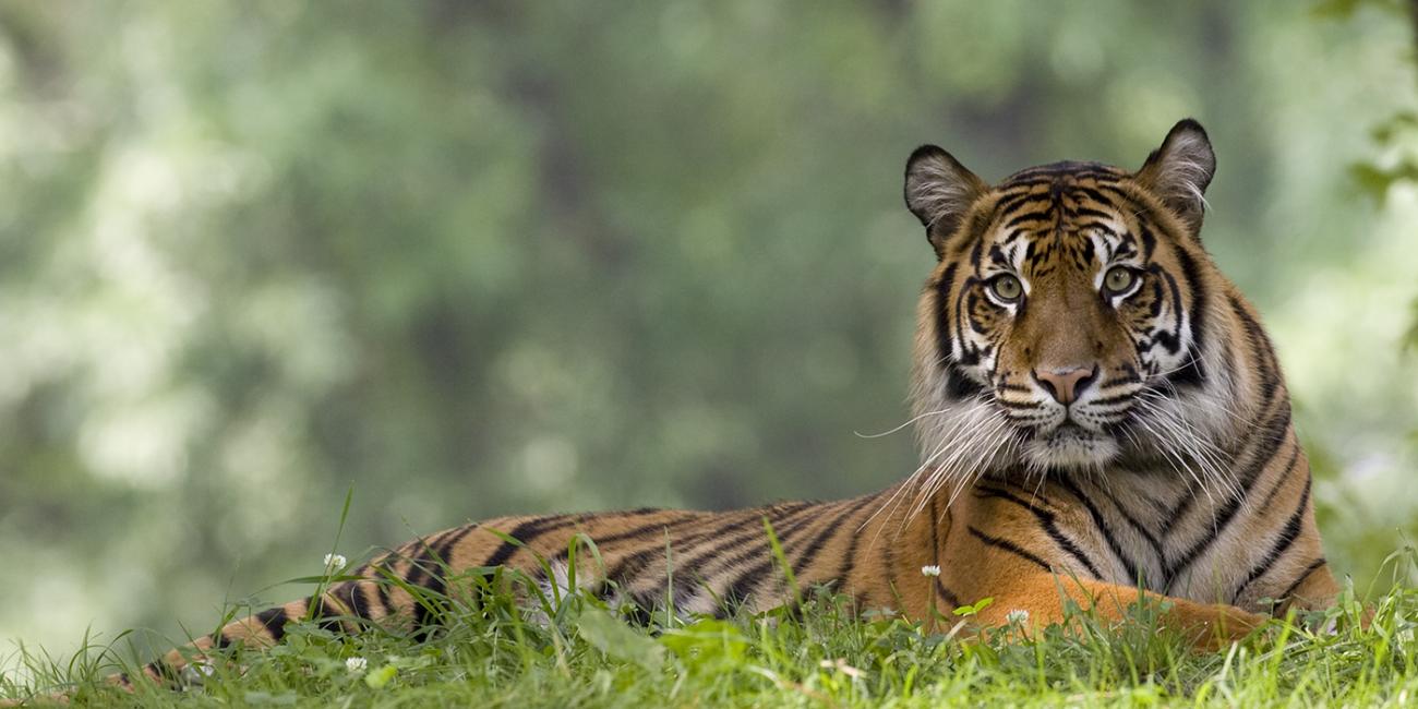 Sumatran tiger