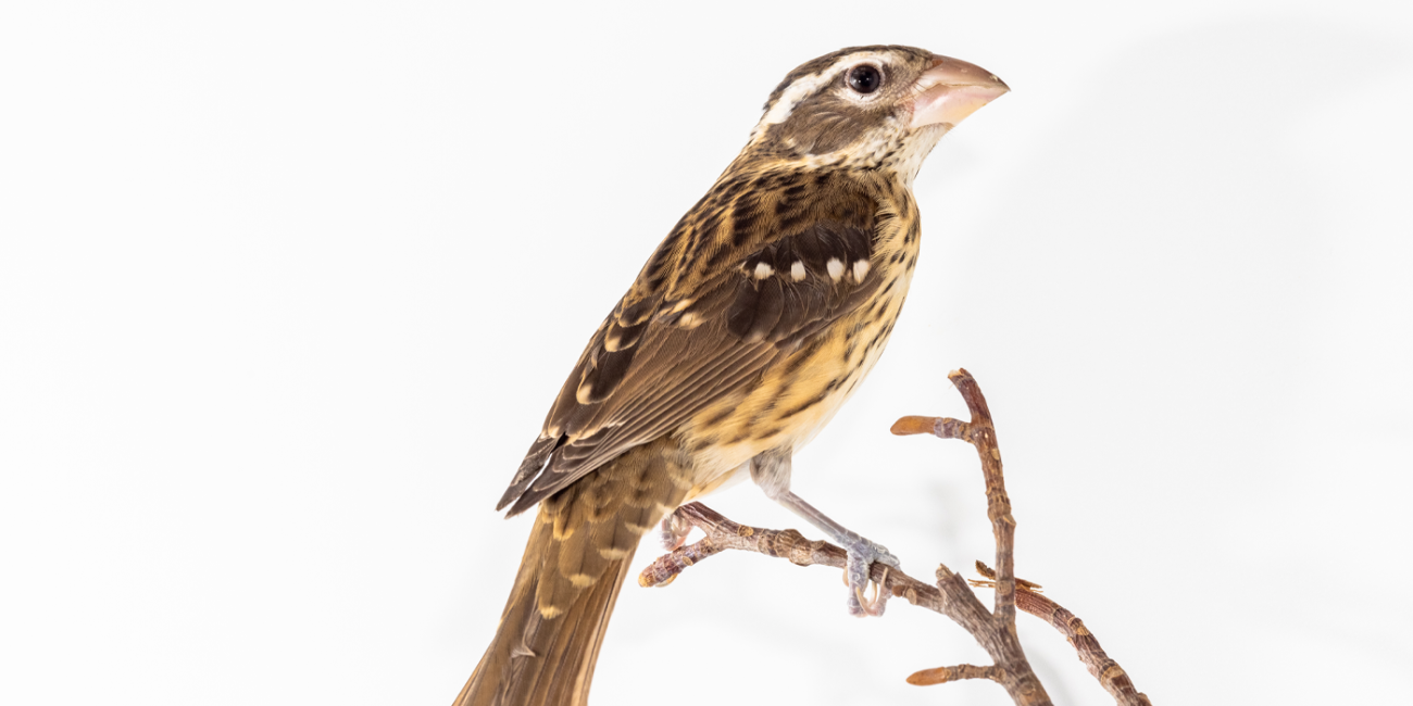 A side profile of a female grosbeak, a brown-colored bird with a beak that's fairly large for its head. It does not have the rose-breasted coloring that males in their breeding plumage have.