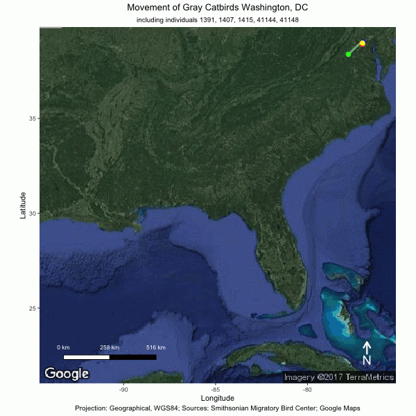 Tracking Catbirds GIF