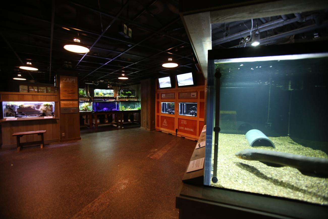 Electric Fishes Demonstration Lab