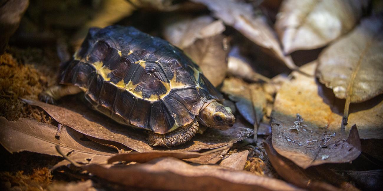 A small tortoise, called a Home's hinge-back tortoise, with a yellow and brown shell and short, scaly legs stands on a bed of leaves