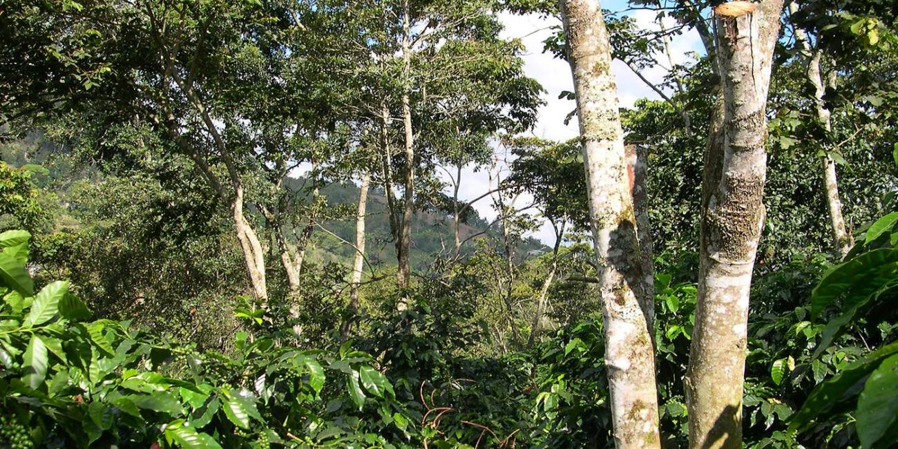 Bird Friendly coffee farm in South America