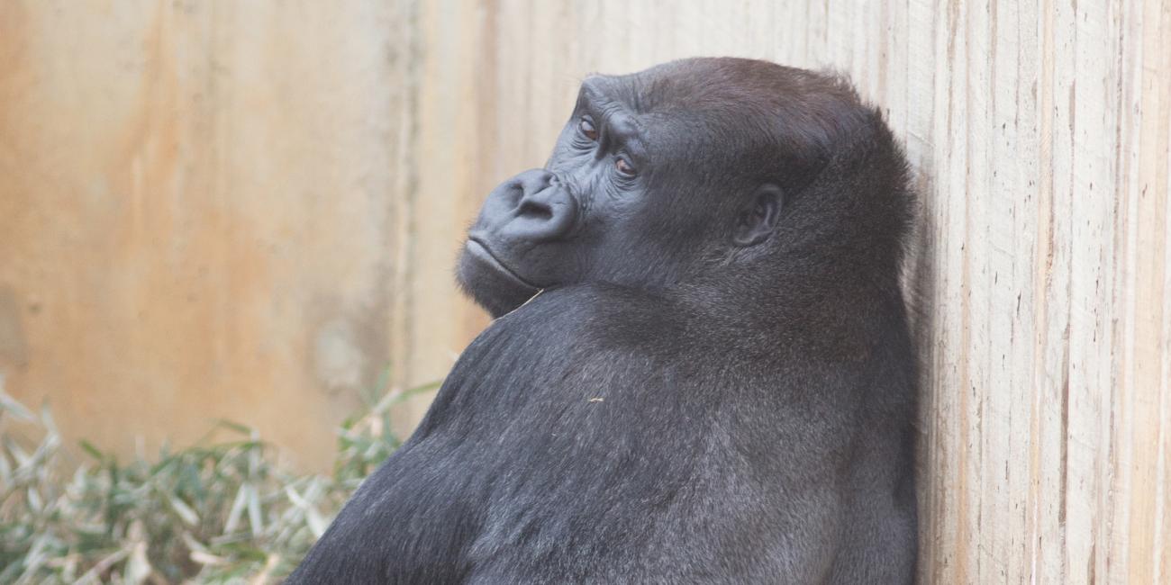 Silverback western lowland gorilla Kojo. 