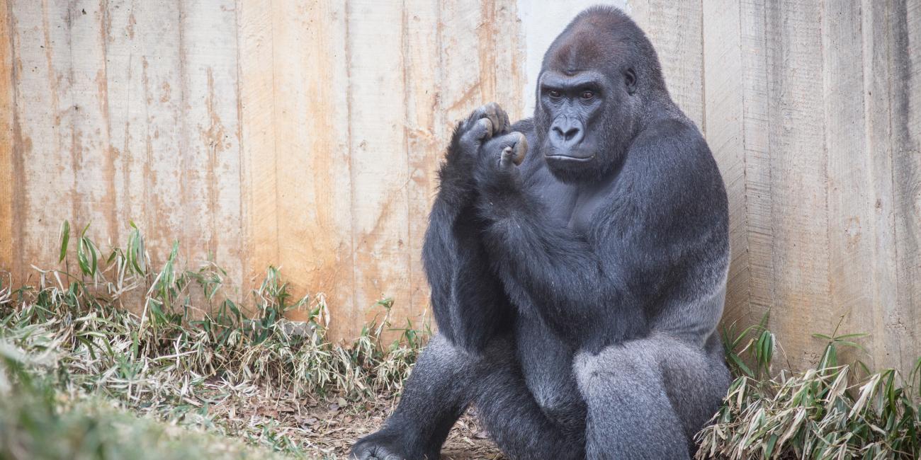 Silverback male western lowland gorilla Kwame.