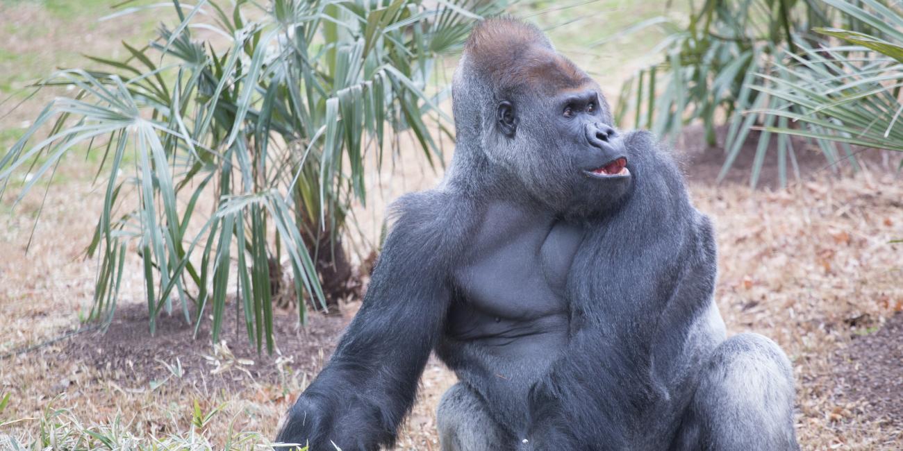 Silverback western lowland gorilla Baraka. 