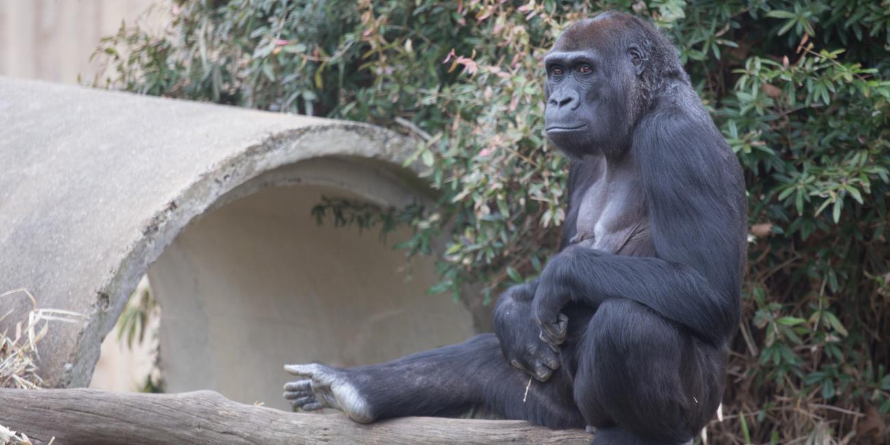 Adult female western lowland gorilla Mandara.