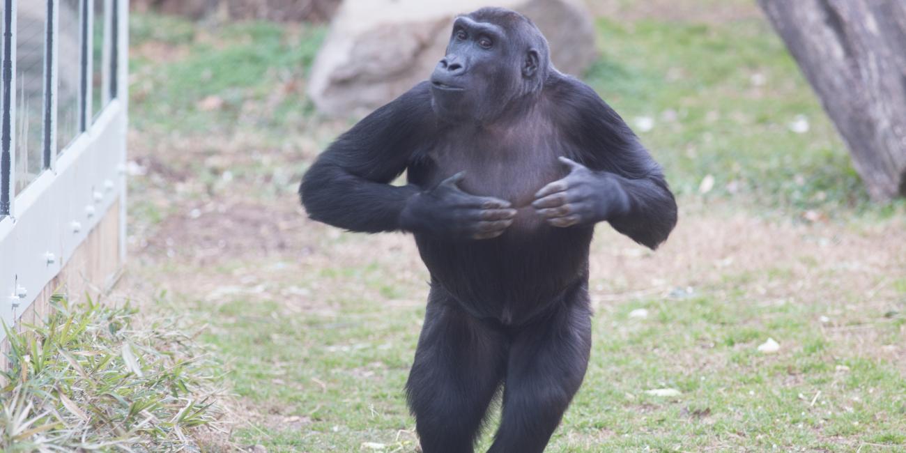 Sub-adult female western lowland gorilla Kibibi.