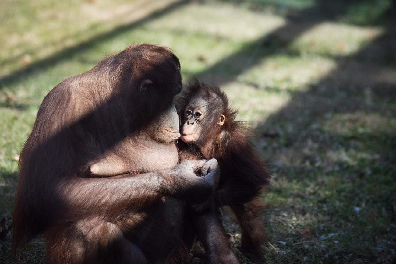 Redd and Batang