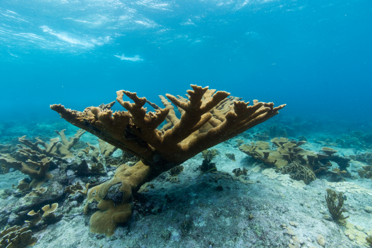 An underwater photo of a large, elkhorn coral surrounded by smaller corals in shallow waters off the coast of Curacao