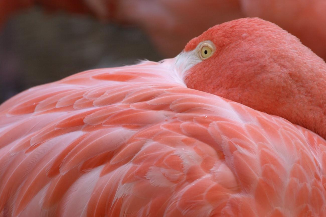 A close-up of a flamingo with bright pink feathers resting its head on its body