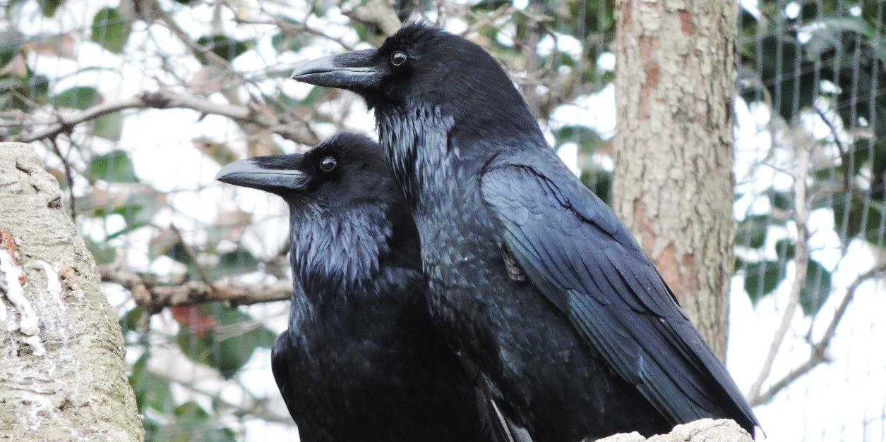 Ravens