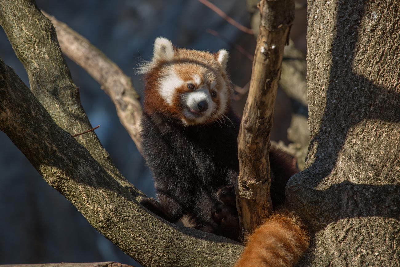 Red panda Jackie