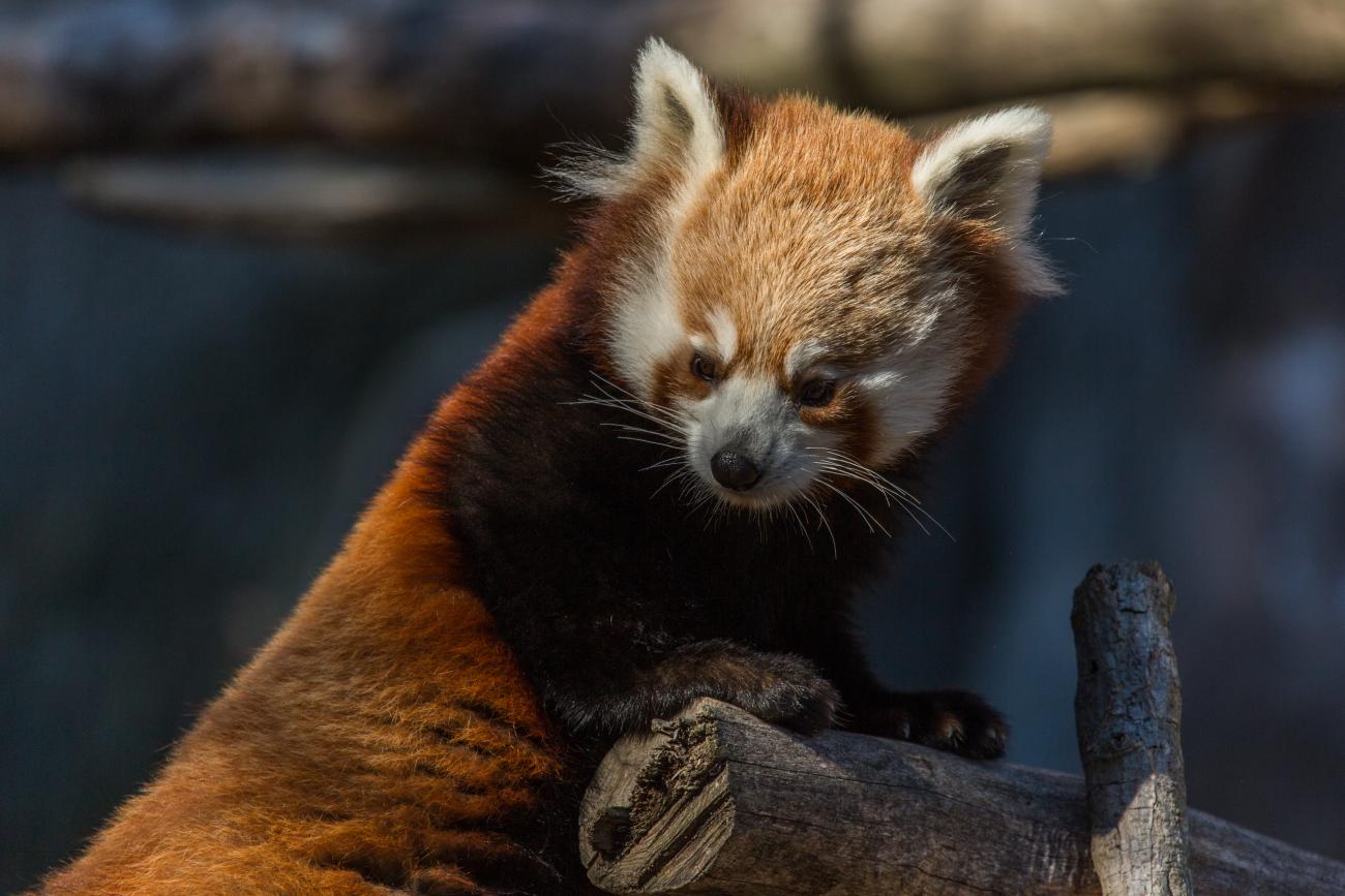 Red panda Jackie