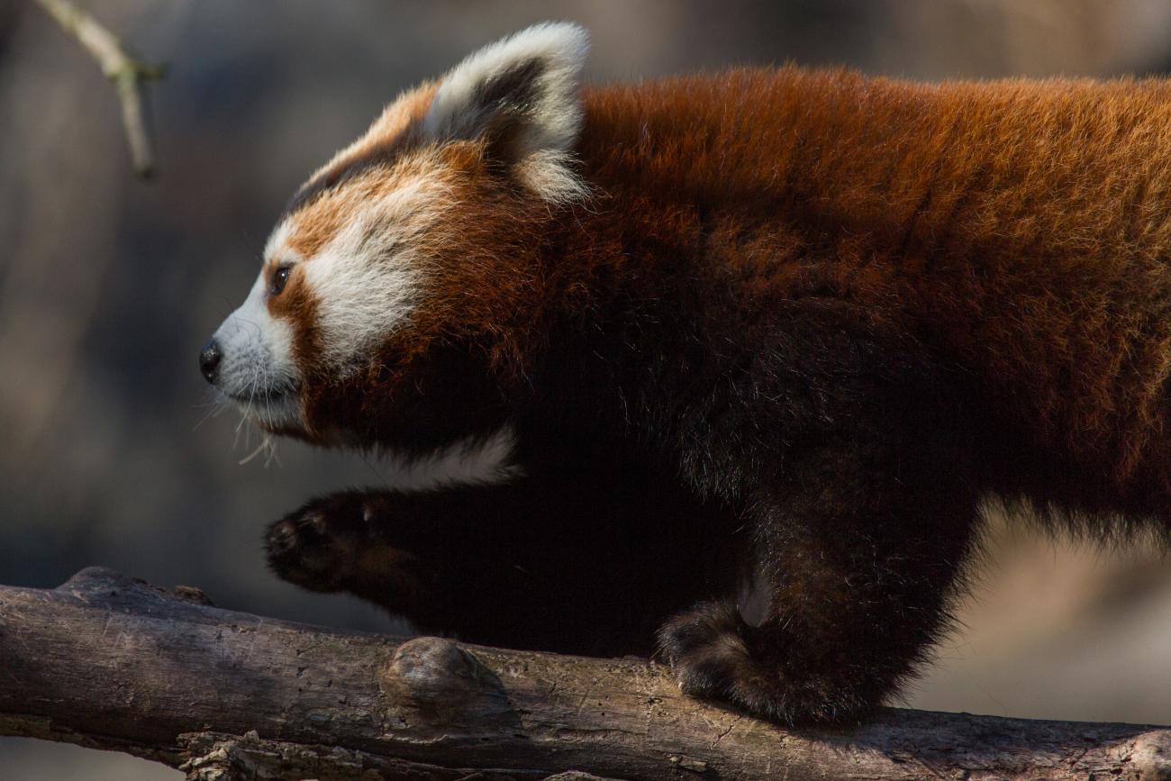 Red panda Jackie