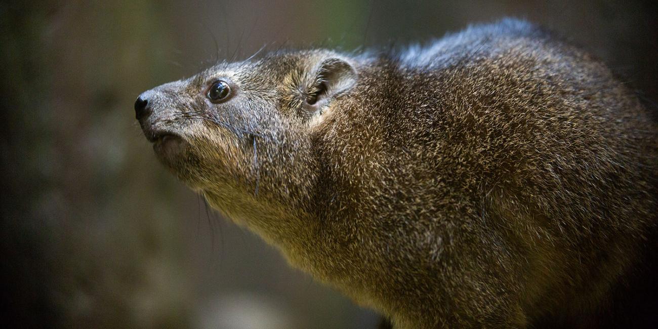 A small, furry brown mammal, called a rock hyrax